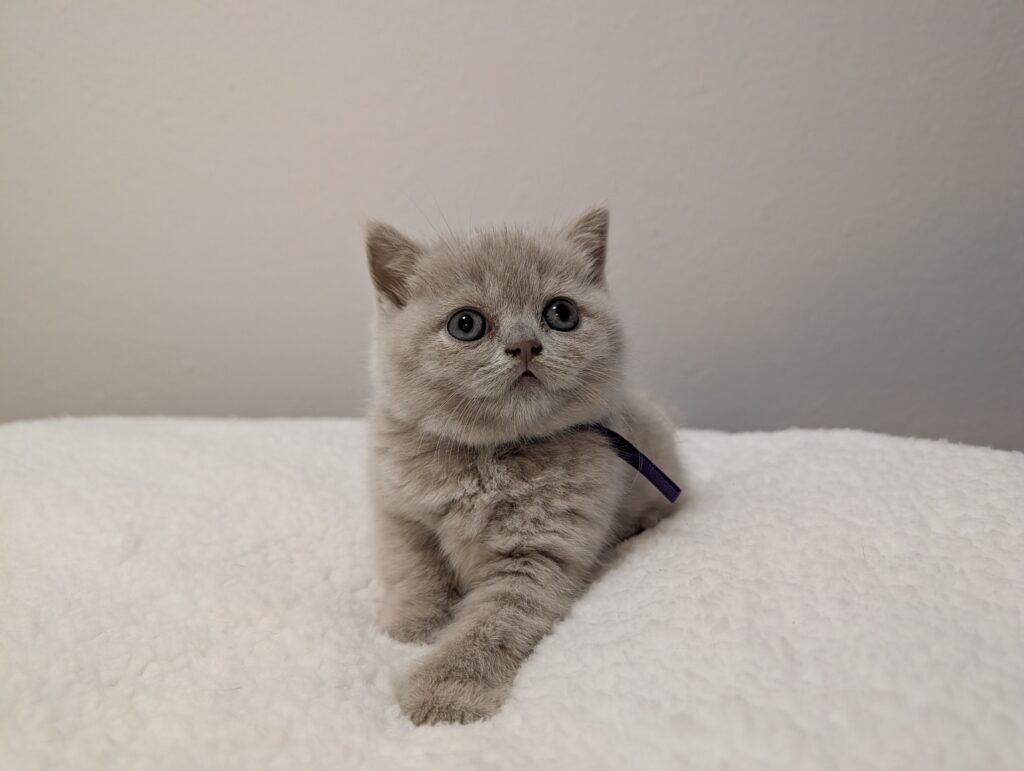 Purple Collar