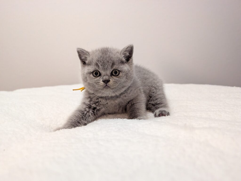 Yellow Collar
